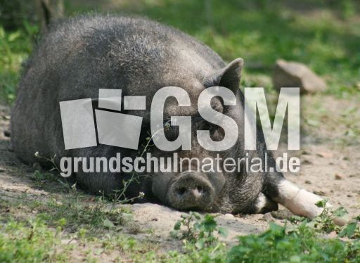 Hängebauchschwein-105.jpg